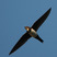 Alpine Swift